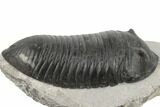 3.45" Inflated Wenndorfia Trilobite - Bou Lachrhal, Morocco - #190161-1